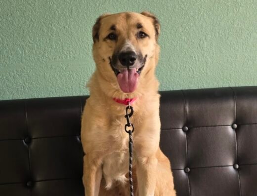 Loving Care Pet Hospital