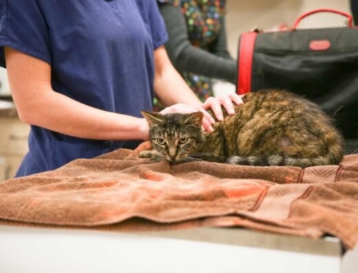 Loving Care Pet Hospital