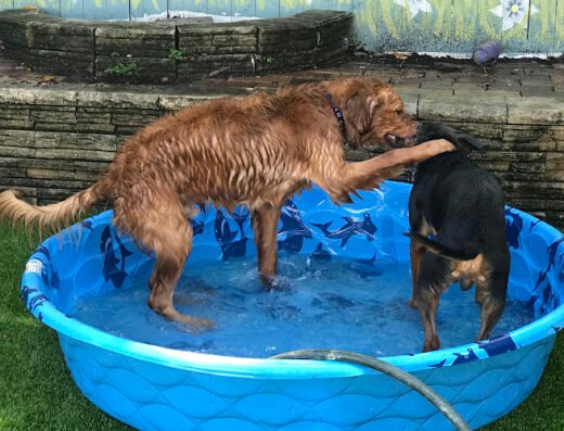 Luba's Pet Studio – pet care in Jacksonville