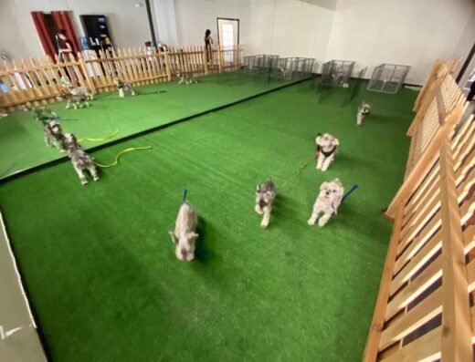 Lucky Dog Grooming & Day Care – pet grooming in Sacramento (photo 1)