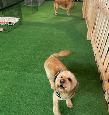 Lucky Dog Grooming & Day Care – pet grooming in Sacramento