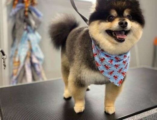 Lucy’s Doggy Daycare and Spa