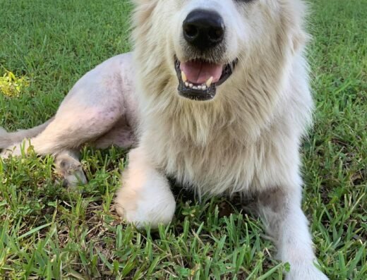 Magic Pet Baldwin Park – pet care in Orlando (photo 2)