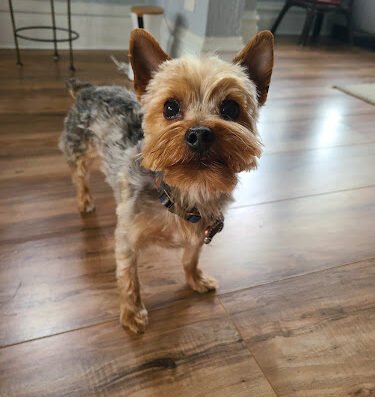 Mary's Pet Grooming – pet care in St. Louis