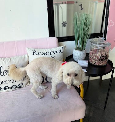 Maxs Happy Paws – Dog Grooming Downtown Los Angeles