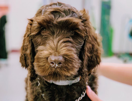 Memorial Veterinary Pet Care Hospital