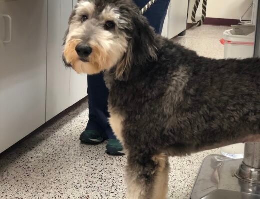 Memorial Veterinary Pet Care Hospital