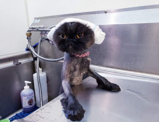 Meow Cat Grooming