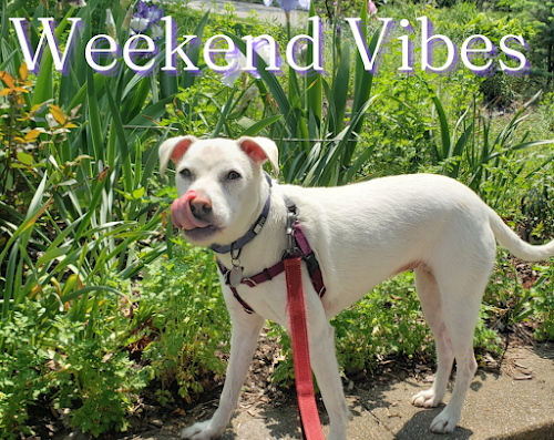 Merry Puppins Dog Walking & Pet Sitting – pet care in Pittsburgh