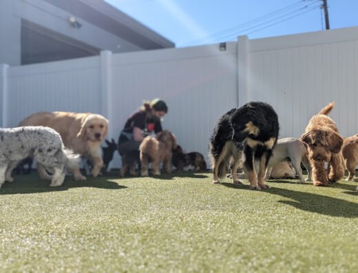 Metro Dogs – pet care in Minneapolis