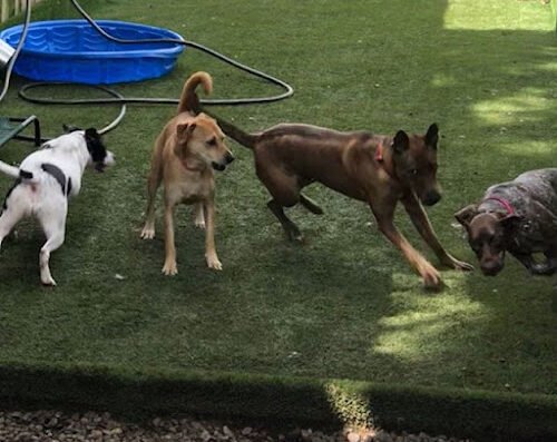 Mid City Animal House – pet care in New Orleans