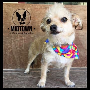 Midtown Groom & Board