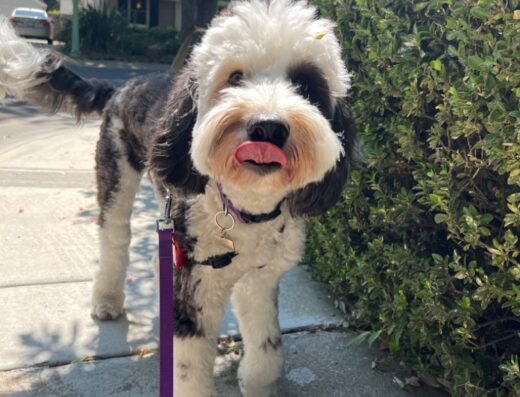 Midtown Mutts – dog walking in Sacramento (photo 2)