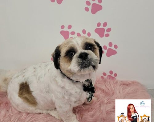Midtown Pet Grooming