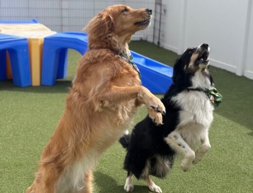 Miss Emily's Bed & Biscuit – pet care in Orlando (photo 2)
