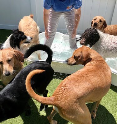 Miss Emily's Bed & Biscuit – pet care in Orlando