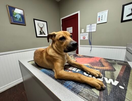 Montrose Veterinary Clinic