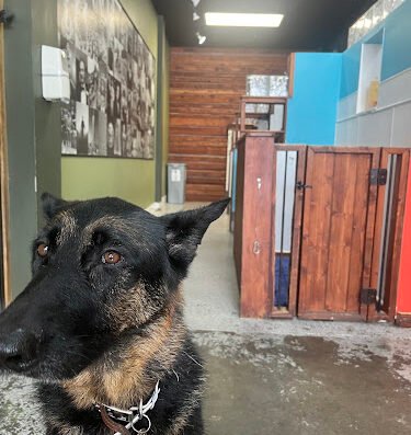 Moon Shine Grooming & Pet Wash