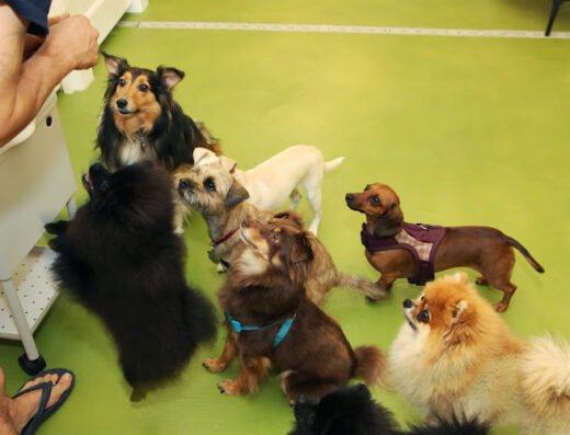 Mr. Muggles' Dogs – pet care in San Francisco