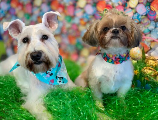 Muddy Paws Grooming – pet care in New Orleans