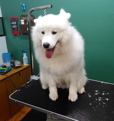 Murphy's Mutts & Cuts – pet care in St. Louis