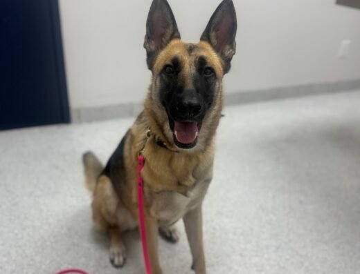 Neartown Animal Clinic