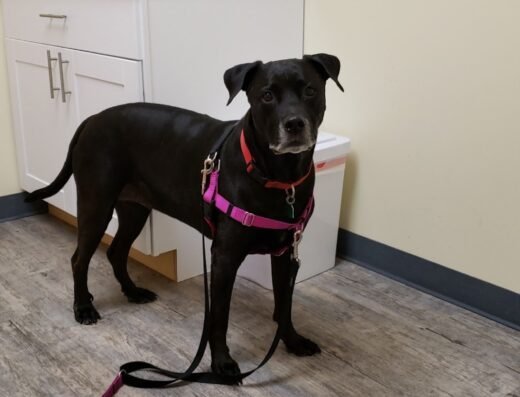 Neighborhood Veterinary Centers – Houston Heights