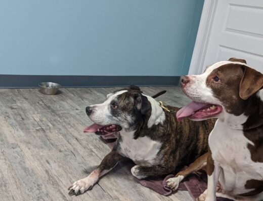 Neighborhood Veterinary Centers – Houston Heights