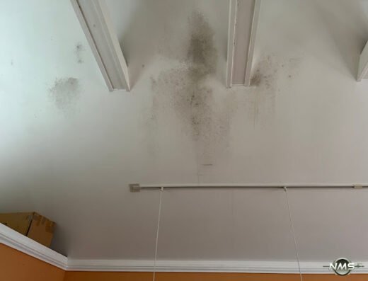 Neptune Mold Solutions