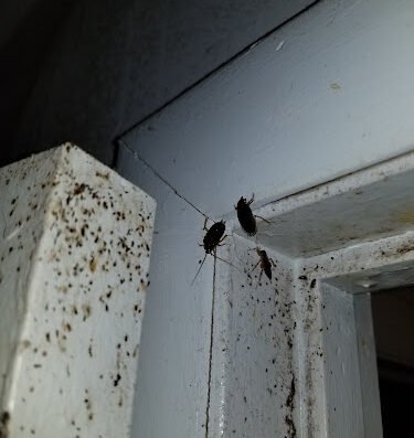 Next Generation Pest Control LLC – pest control in Philadelphia