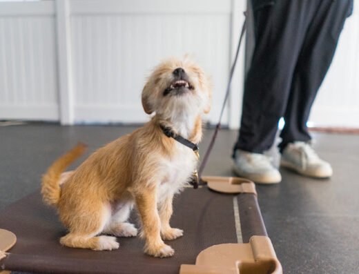 No Leash Needed – pet care in St. Louis