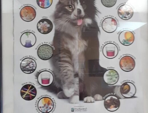 North Line Low Cost – Affordable Pet Clinic Tidwell