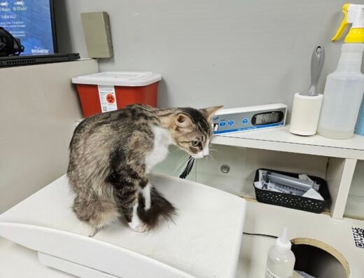 North Line Low Cost – Affordable Pet Clinic Tidwell