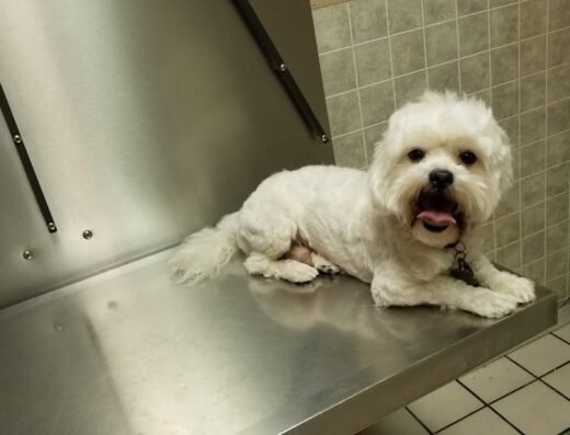North Loop Pet Clinic