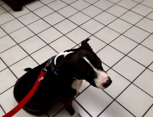 North Loop Pet Clinic