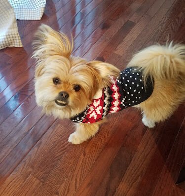 Pampered Canine – pet care in St. Louis