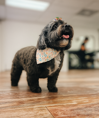 Pampered Pawz – pet care in New Orleans