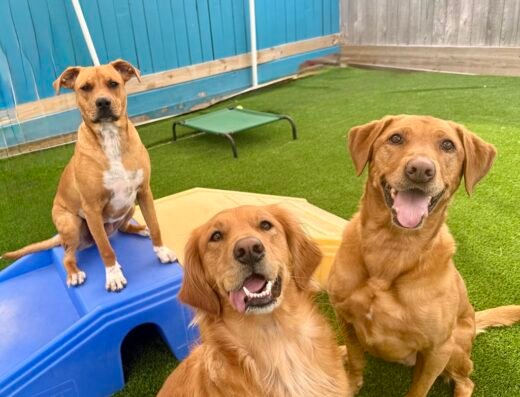 Pampered Pet Inn