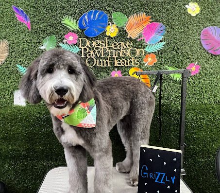 Paradise Pet Grooming & Boarding – pet care in Tampa