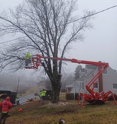 Paul's Tree Service – tree service in Pittsburgh