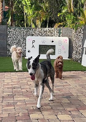 PAW-B&B LLC – pet care in Tampa