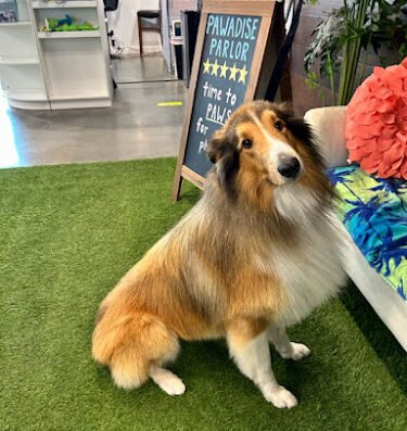 Pawadise Parlor Pet Grooming & Spa – pet care in Oklahoma City