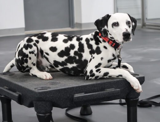 Pawparazzi K9 Enrichment Resort – pet care in Oklahoma City