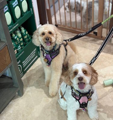 Pawphoria Grooming and Pet Market – pet care in Tampa