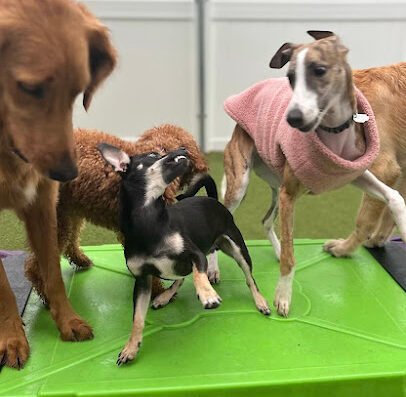 Paws 'n' Rec - Grace – pet care in Tampa