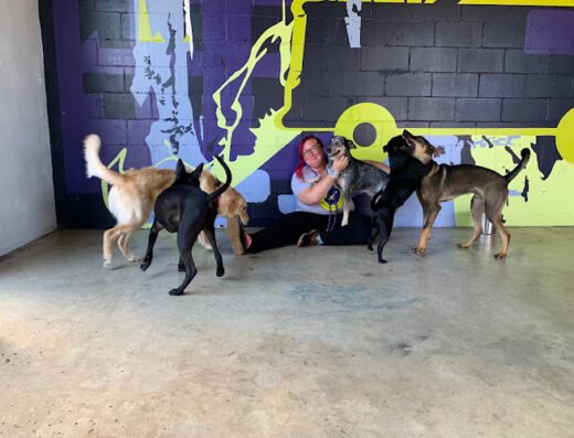 Paws 'n' Rec - Lemon – pet care in Tampa