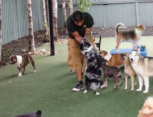 Paws 'n' Rec - Pearl – pet care in Tampa