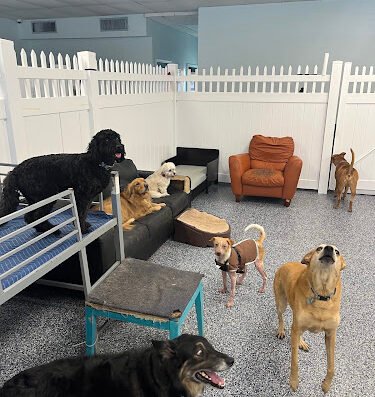 Paws Paradise Fur Life – pet care in Tampa
