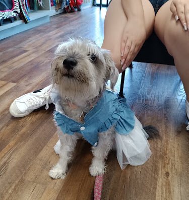 Pawsitive Style Corpus Christi Boutique & Spa