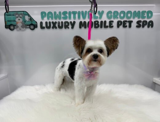 Pawsitively Groomed – pet care in Jacksonville
